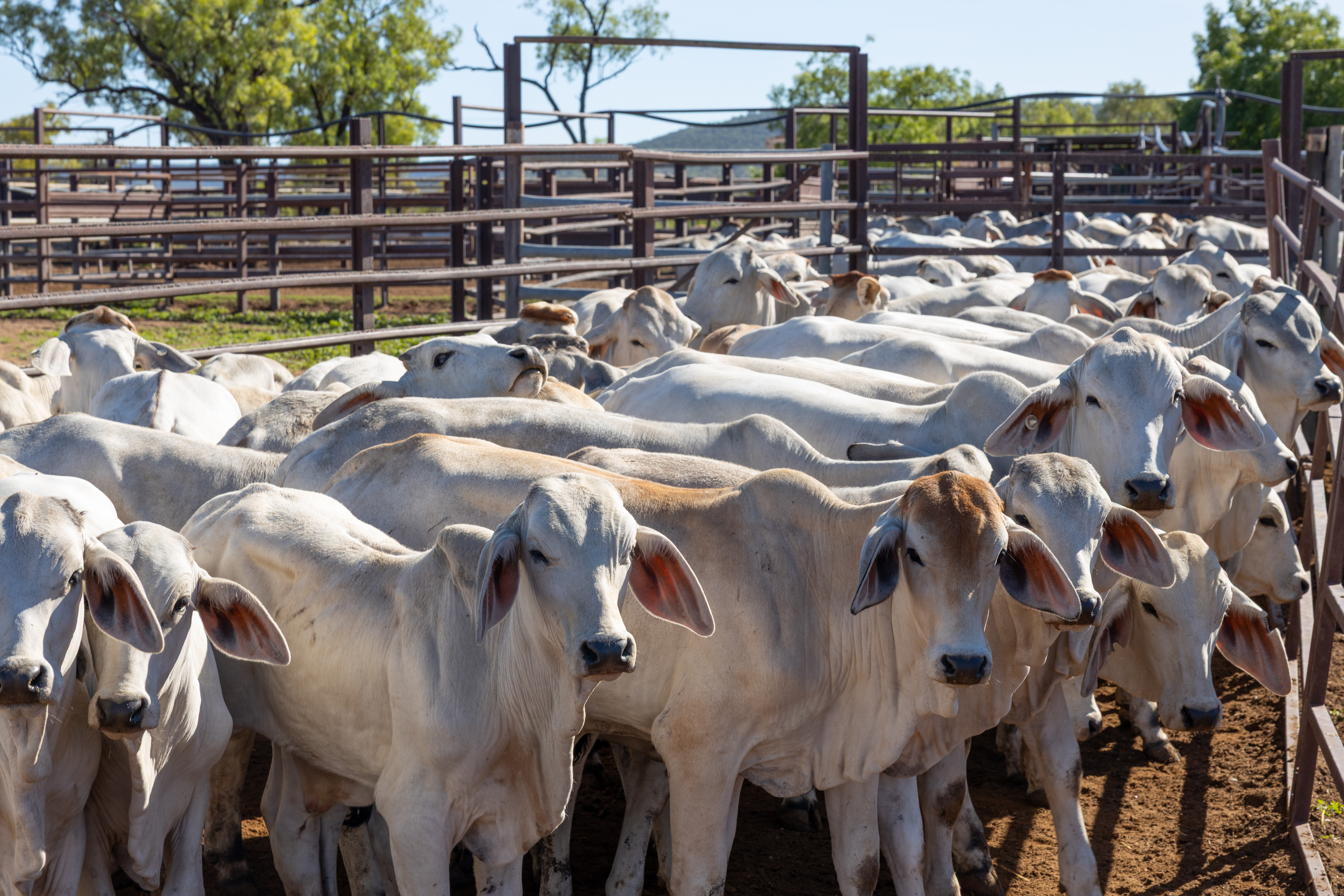 Young grey Brahman cattle on Wongalee Station