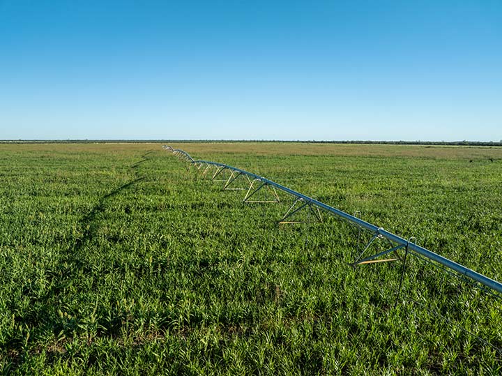 Aerial view of fodder crop