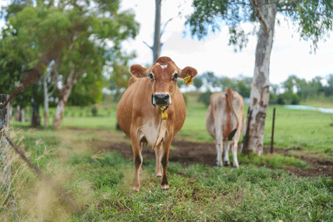 Jersey cows